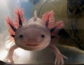 Thumbnail for version as of 16:28, 24 December 2011
