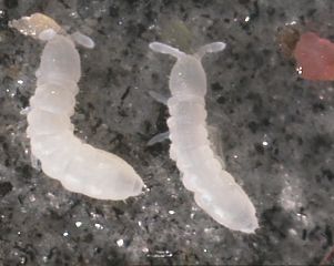 File:Collemboles.jpg
