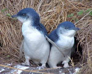 File:Pinguins jumeaux-8290.jpg