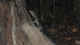 File:Varan de komodo-9021.jpg