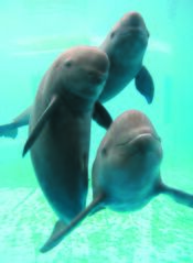 File:Yangtze finless porpoise, 10 November 2006.jpg