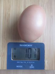 File:Oeuf de 101 grammes.jpg