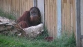 Thumbnail for version as of 10:37, 10 November 2010