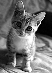 File:Cat -1060.jpg