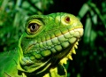 Thumbnail for version as of 17:40, 7 October 2011