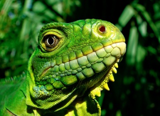 File:Iguane-2889.jpg