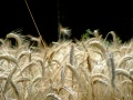 Thumbnail for version as of 09:27, 22 October 2010