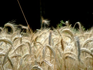 File:Épis en bataille-1103.jpg