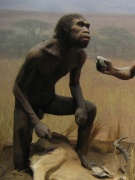Homo ergaster