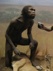 File:Homo ergaster-2.jpg