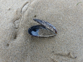 File:Seul sur la plage... moule-8364.jpg