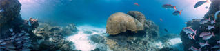 File:CAT-Seas and oceans-344x80.jpg