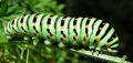 Thumbnail for version as of 14:09, 27 October 2008