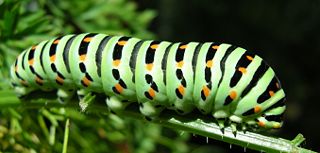 File:Chenille de machaon-7239.jpg