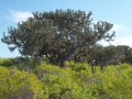 Thumbnail for version as of 09:00, 2 March 2012