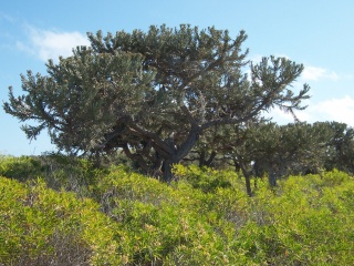 File:Euphorbia stenoclada-Île Europa.jpg