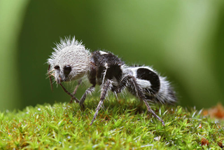 File:Hormiga panda.png