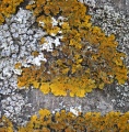 Thumbnail for version as of 18:07, 21 November 2008