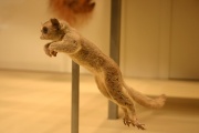 South African galago-200.jpg