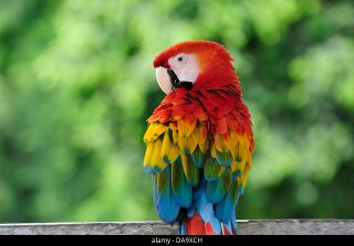 File:Amazone Oiseau.jpg