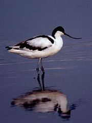 File:Avocette élégante (Recurvirostra avosetta).jpg