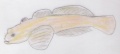 Thumbnail for version as of 13:58, 15 December 2008