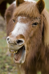File:Funny Poney-6417.jpg