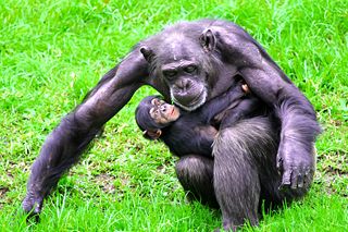 File:Chimpanzé mère et enfant-2272.jpg