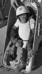 File:Ham the chimpanzé.jpg