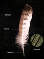 Thumbnail for version as of 18:38, 26 October 2012