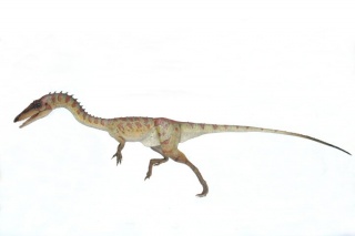 File:Coelophysis014.jpg