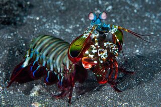 File:Squille multicolore.jpg