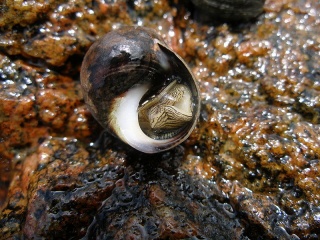 File:Bigorneau-Gastéropode.jpg