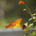 Thumbnail for version as of 14:59, 8 November 2009