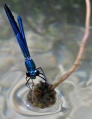 Thumbnail for version as of 17:37, 27 October 2008