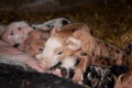 Thumbnail for version as of 12:33, 29 April 2014
