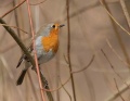 Thumbnail for version as of 18:30, 2 January 2012
