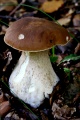 Thumbnail for version as of 09:23, 22 October 2010