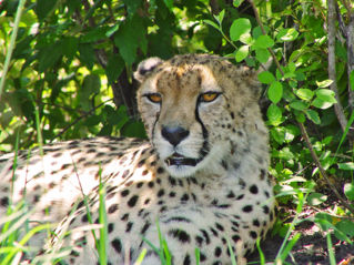 File:Lying cheetah-9708.jpg