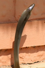 File:Mamba noir-4656.jpg
