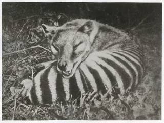 File:Tasmanian Tiger (Thylacine)-5735.jpg