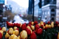 Thumbnail for version as of 18:01, 12 December 2010