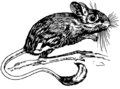 Thumbnail for version as of 20:47, 13 January 2024