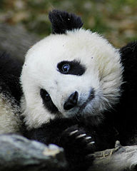 File:Panda endormi-733.jpg