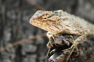 File:Lagarto lagarto.-7741.jpg