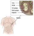 Thumbnail for version as of 08:58, 30 April 2014