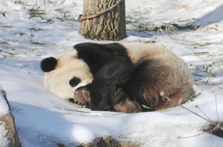 File:Panda Puff!-2744.jpg