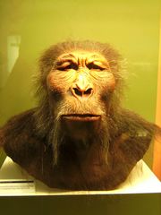 File:Paranthrope.jpg
