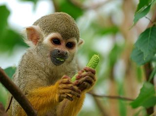 File:Singe-écureuil-ecureuil-saïmiri-saimiri.jpg