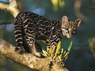 File:Tigre.jpg